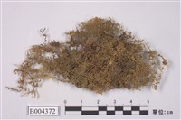 藏品(單羽絨蘚)的圖片